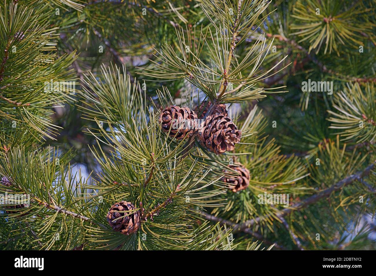 Lace-bark pine cones (Pinus bungeana) Stock Photo