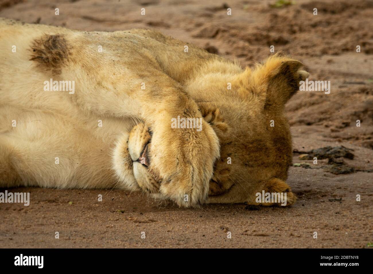 Close-up of lioness covering face with paw Stock Photo