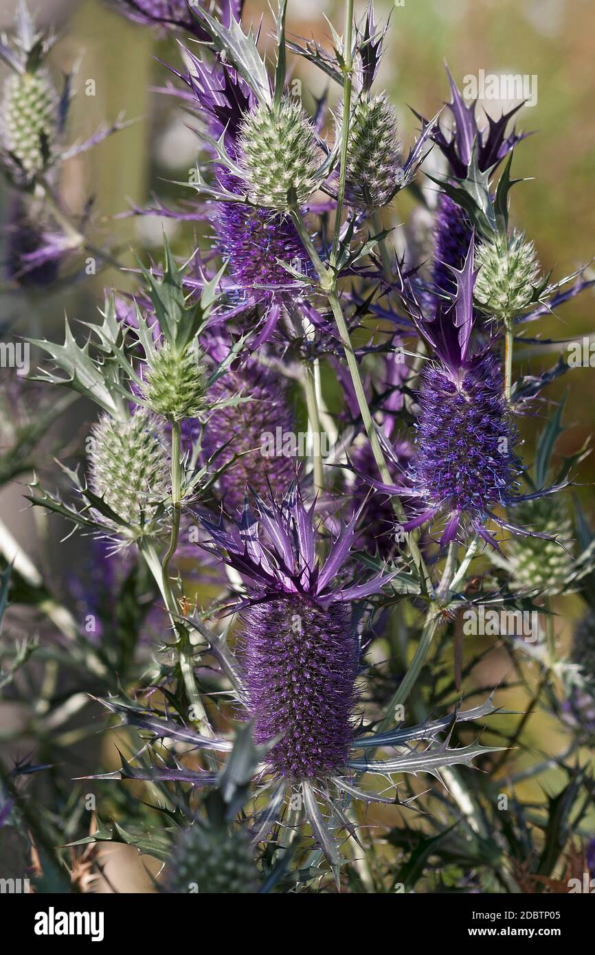 Leavenworth's eryngo (Eryngium leavenworthii). Known as Sea holly and Purple buttonwillow also