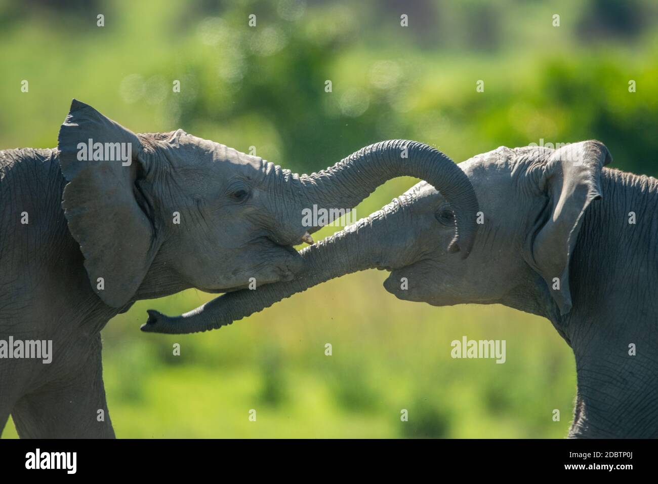 Close-up of two young elephants play fighting Stock Photo