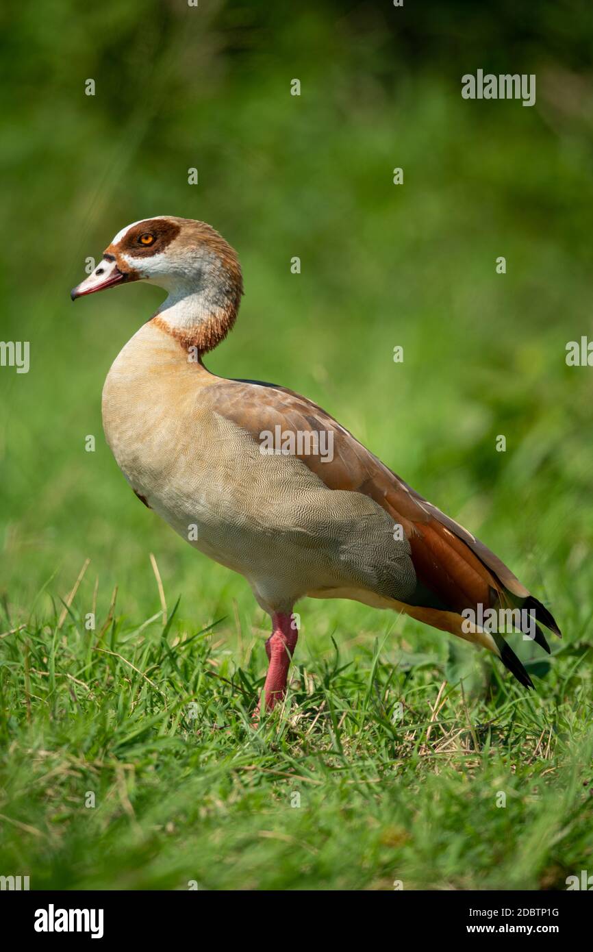 Egyptian goose stands on grass near bushes Stock Photo