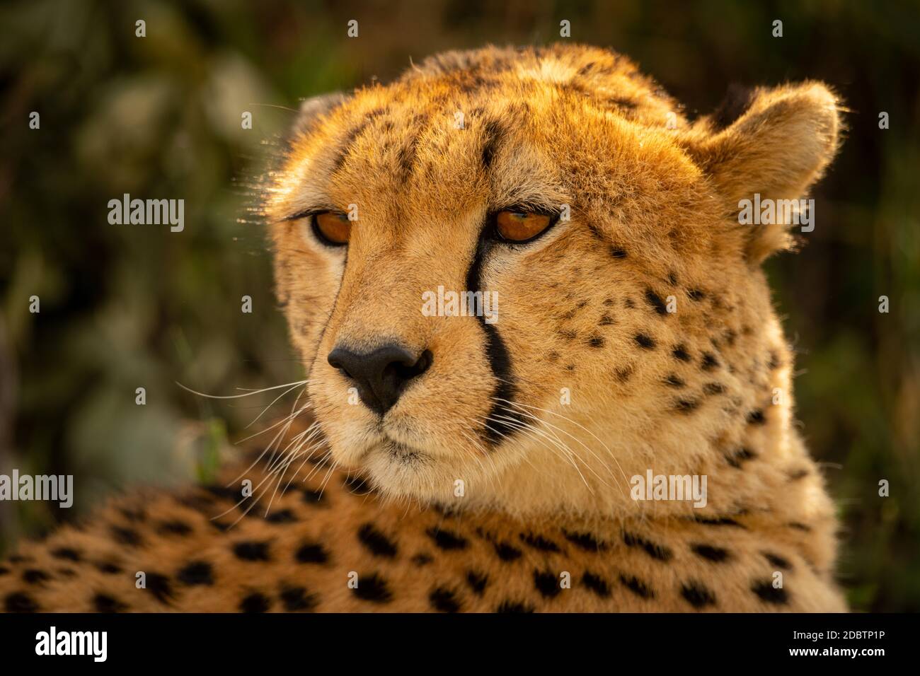 Close-up of cheetah turning head and staring Stock Photo