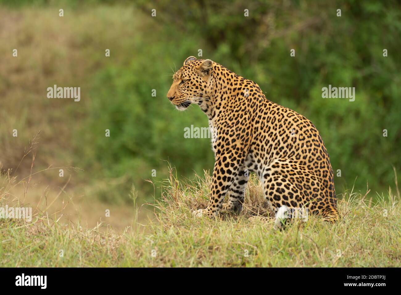 Leopard sits in profile on grassy cliff Stock Photo
