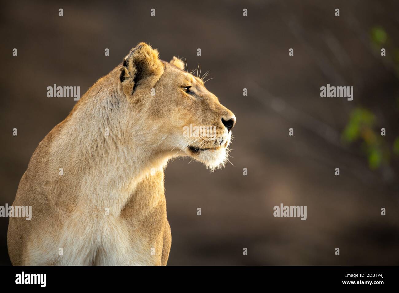 Close-up of lioness staring right with catchlight Stock Photo