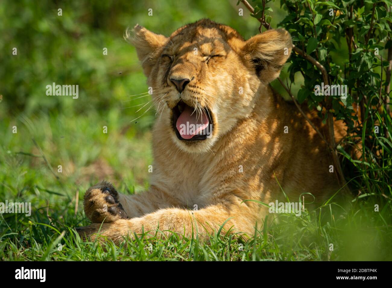 Close-up of lion cub yawning under bush Stock Photo