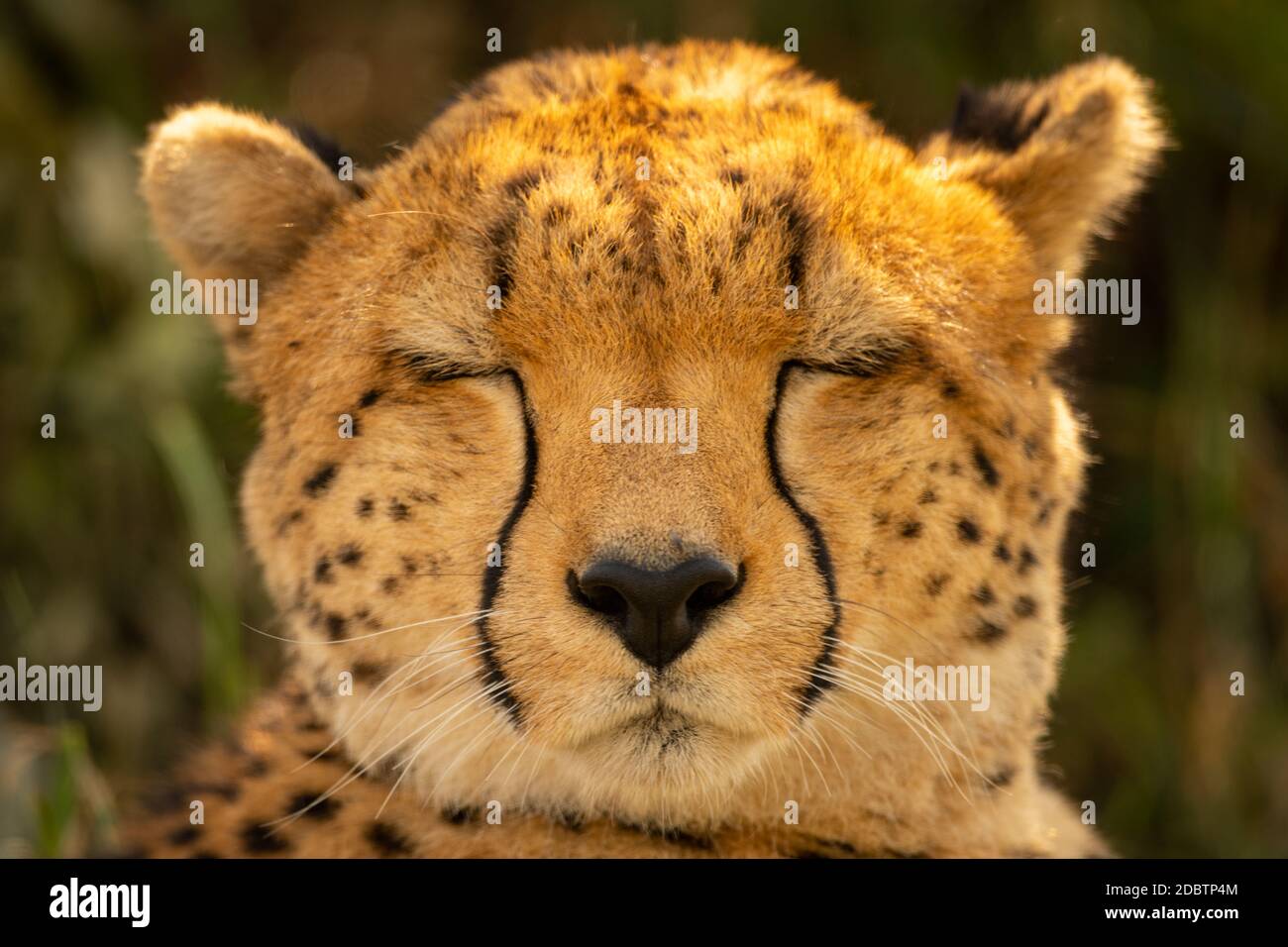 Close-up of cheetah head with eyes closed Stock Photo