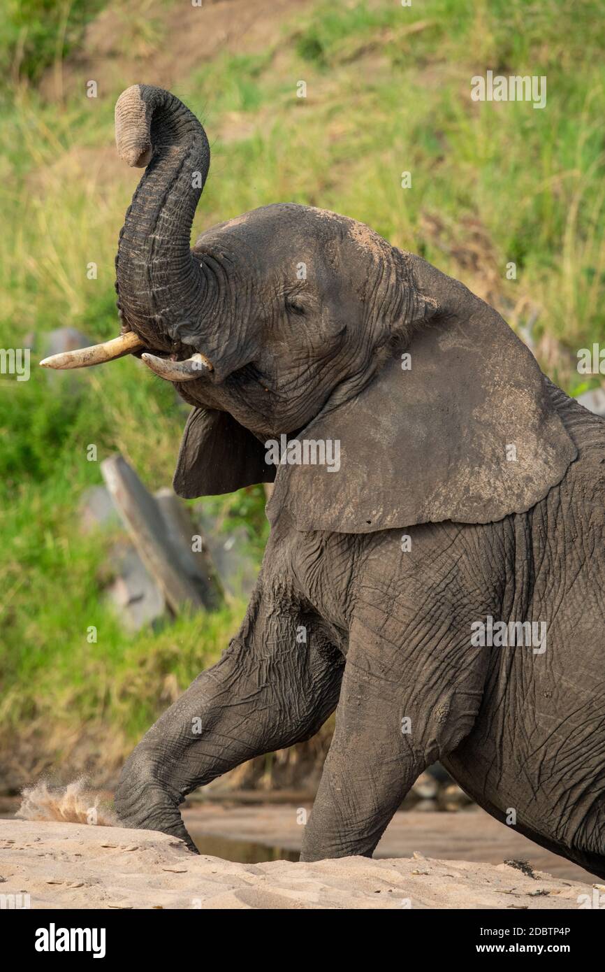 Close-up of elephant on sand lifting trunk Stock Photo