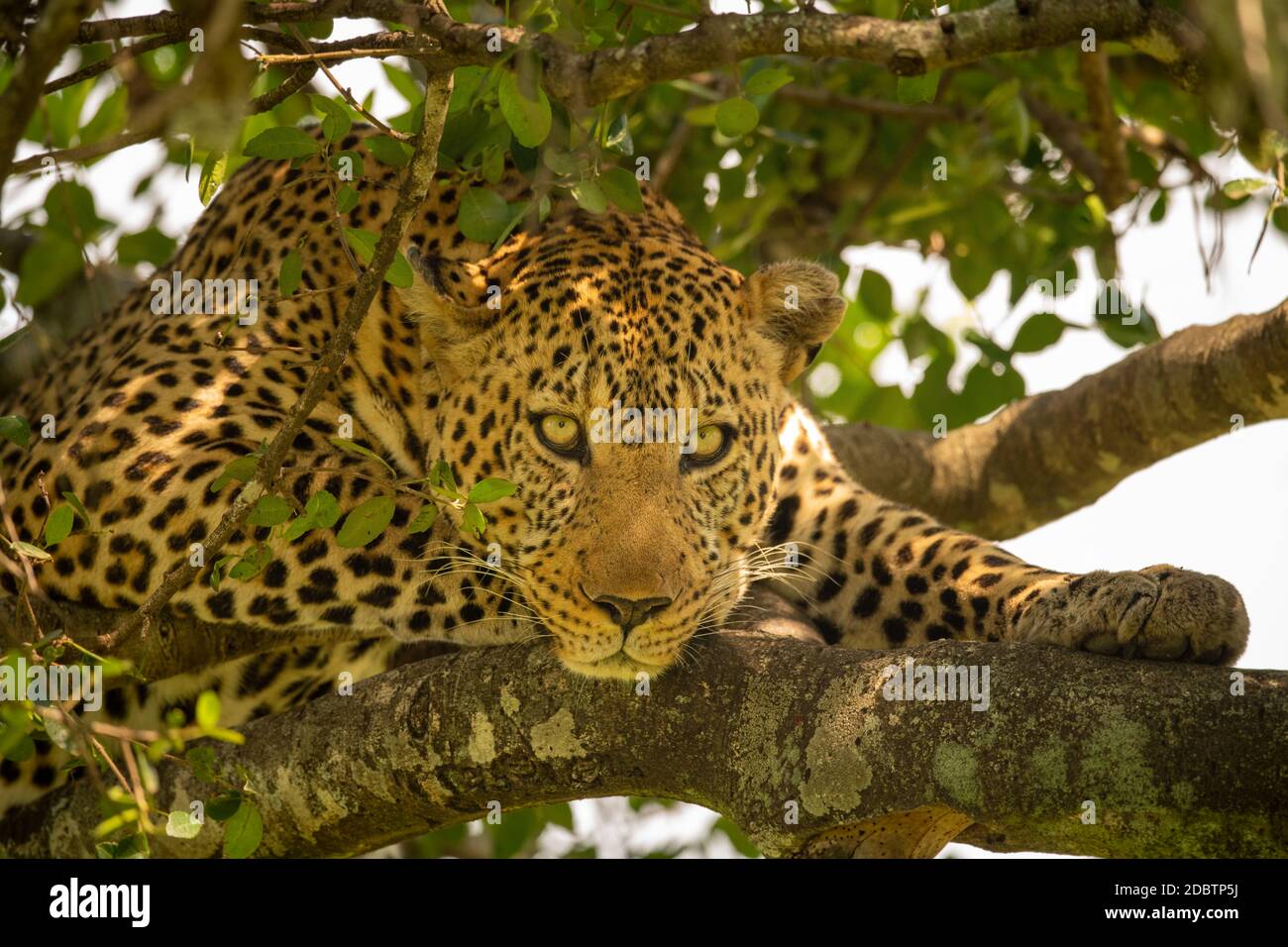 Leopard lying in a tree hi-res stock photography and images - Alamy