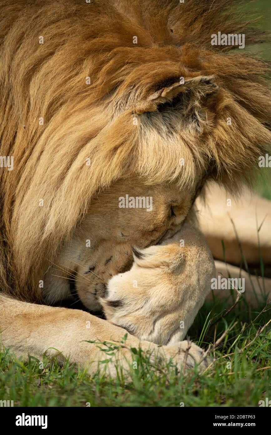 Close-up of lion covering eyes with paw Stock Photo
