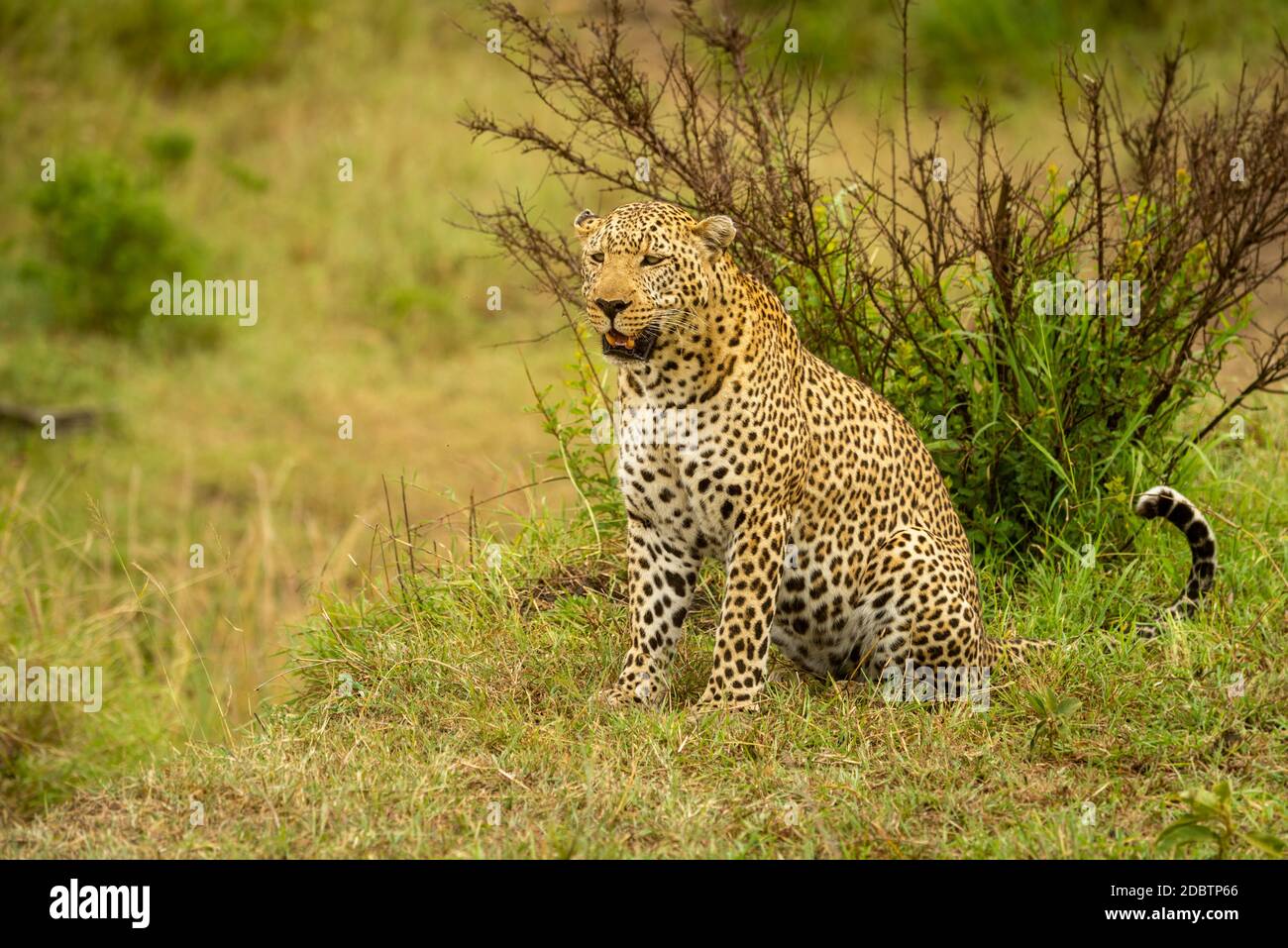 Leopard sits on bank with mouth open Stock Photo