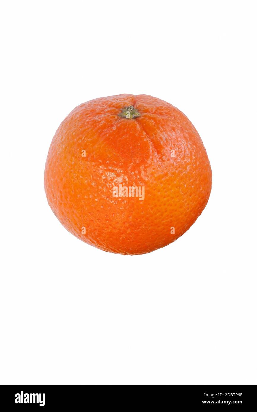 Clementine様確認用 Clementine様確認用