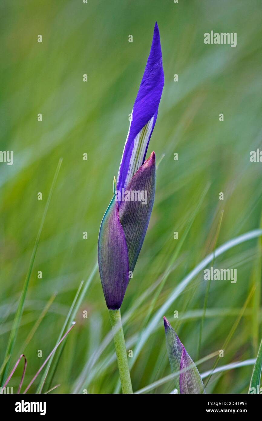 Japanese iris (Iris laevigata). Called Rabbitear Iris, Shallow-flowered Iris and Kakitsubata also. Another scientific name are Iris albopurpurea and I Stock Photo