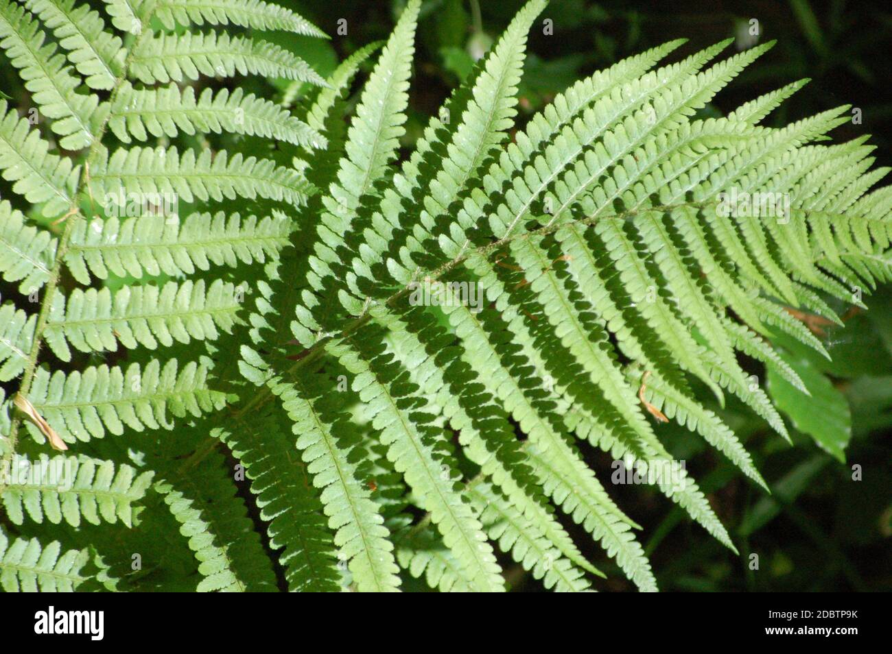 Ferns forest ecosystem hi-res stock photography and images - Alamy