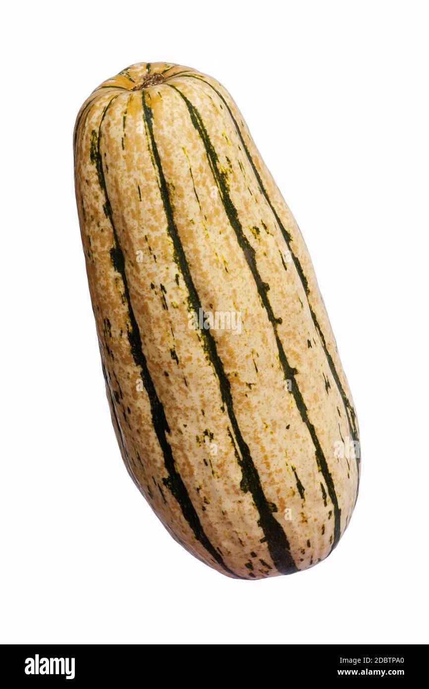 Delicata squash (Cucurbita pepo Delicata). Called Peanut squash, Bohemian squash and Sweet potato squash also. Image of single squash on white backgro Stock Photo