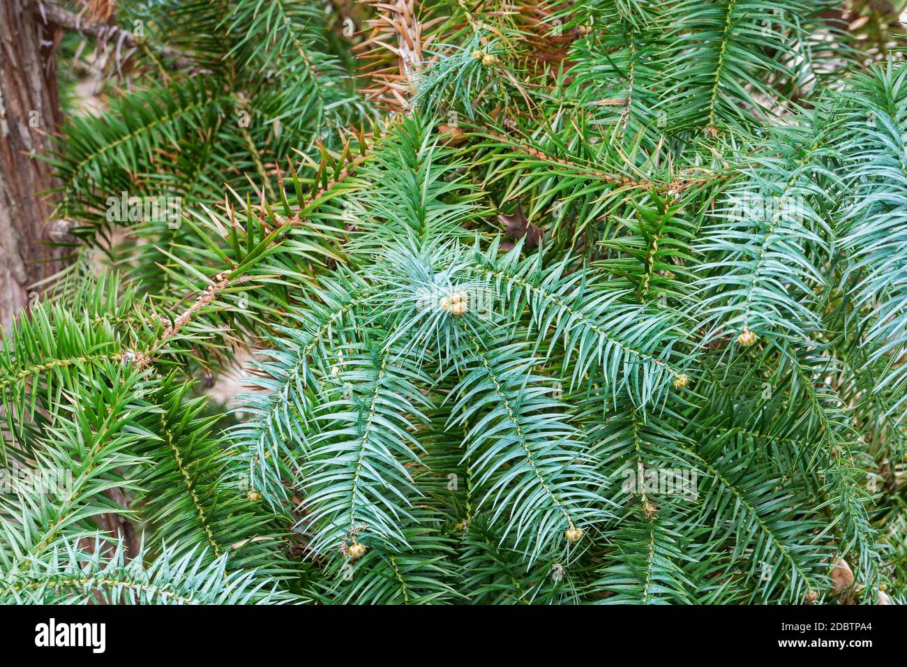 Blue-needled china fir (Cunninghamia lanceolata Glauca). Called Blue china fir also Stock Photo