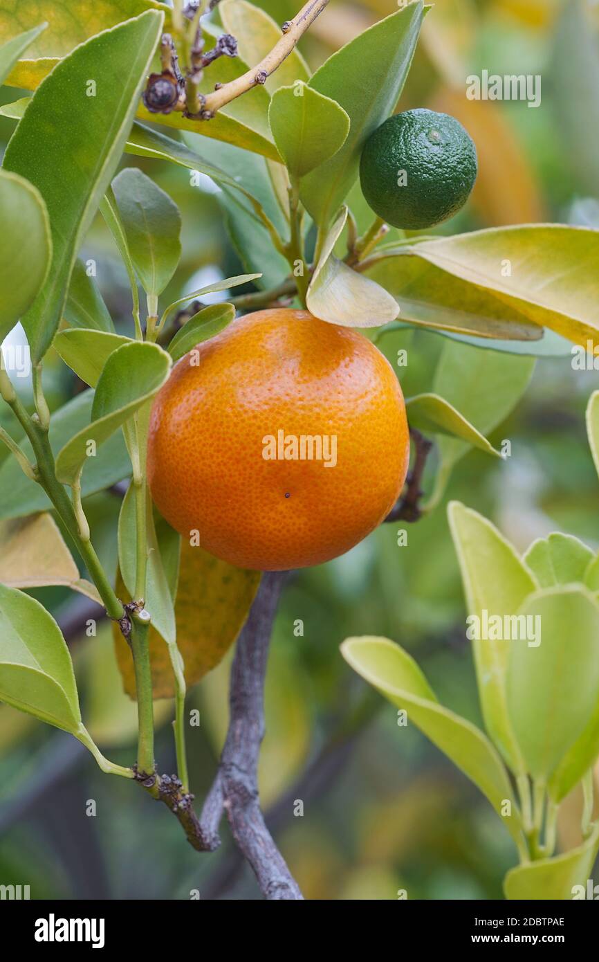 Calamondin (x Citrofortunella microcarpa). Called Calamondin orange, Calamansi, Calamandarin, Golden lime, Philippine lime, Panama orange, China orang Stock Photo