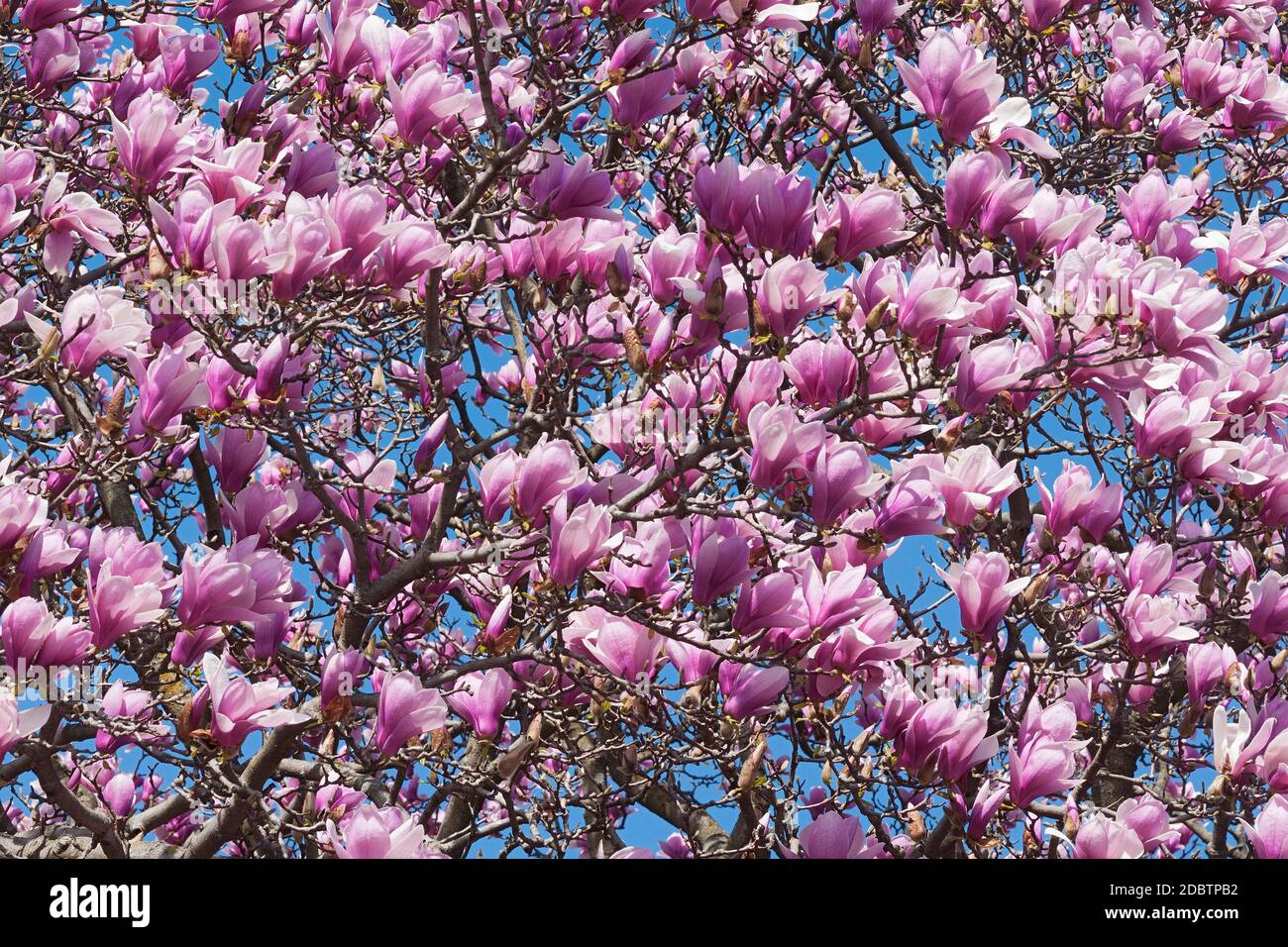 Magnolia soulangeana verbanica hires stock photography and images Alamy