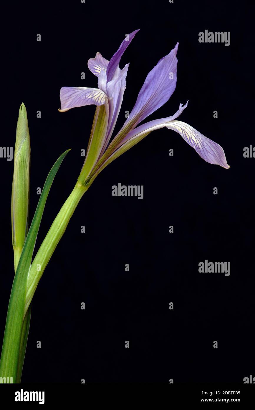 Milky Iris (Iris lactea). Called White flowered iris also. Image of flower isolated on black background. Stock Photo