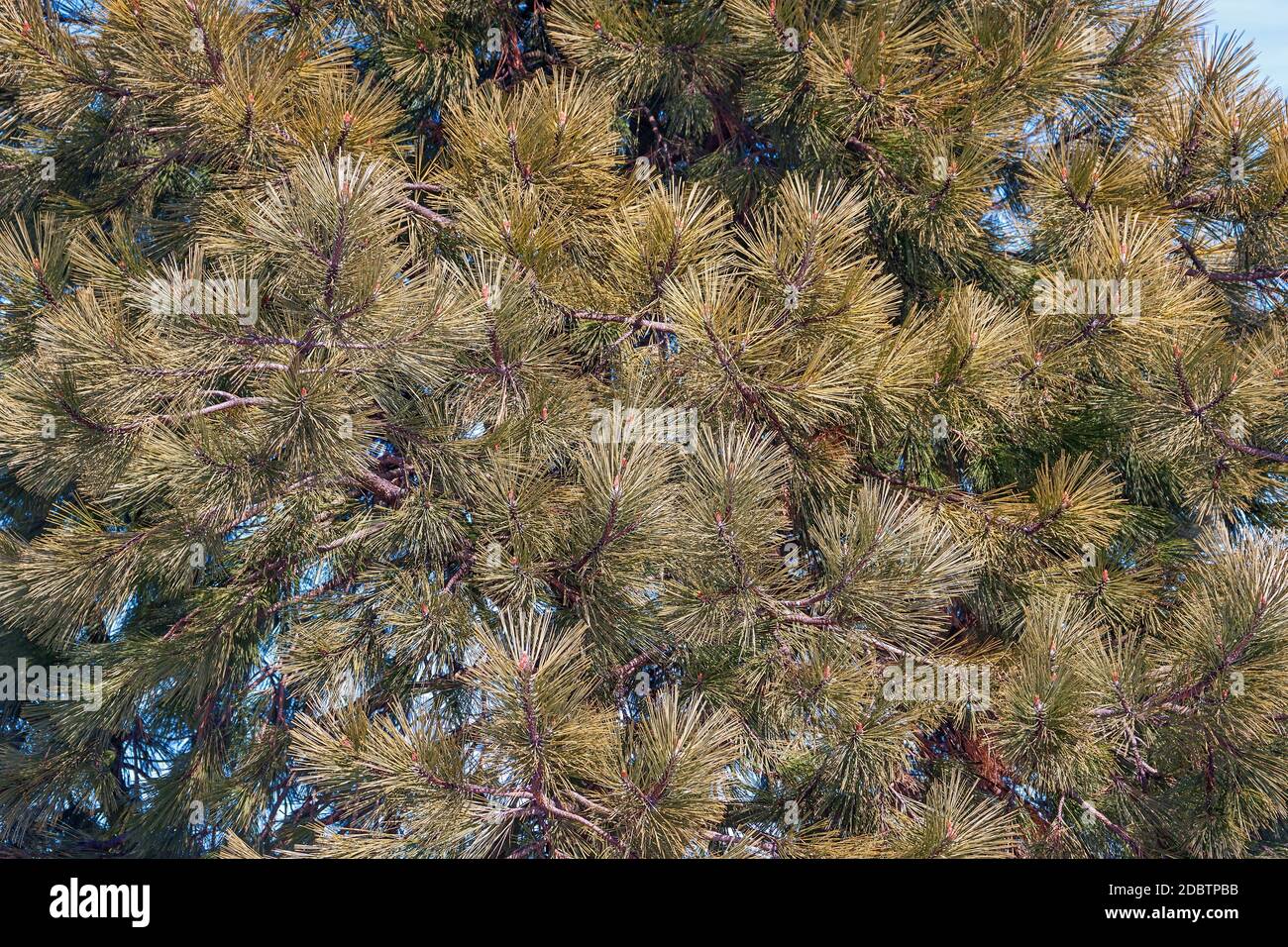 Ponderosa pine (Pinus ponderosa). Called Bull Pine, Blackjack Pine and Western Yellow Pine also Stock Photo