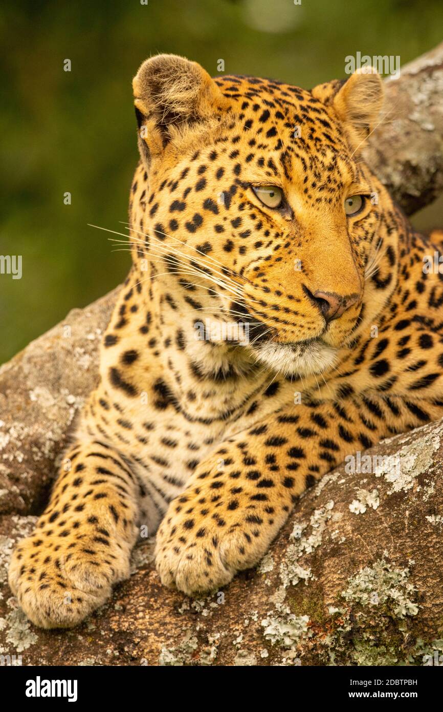 Close-up of leopard on branch turning head Stock Photo