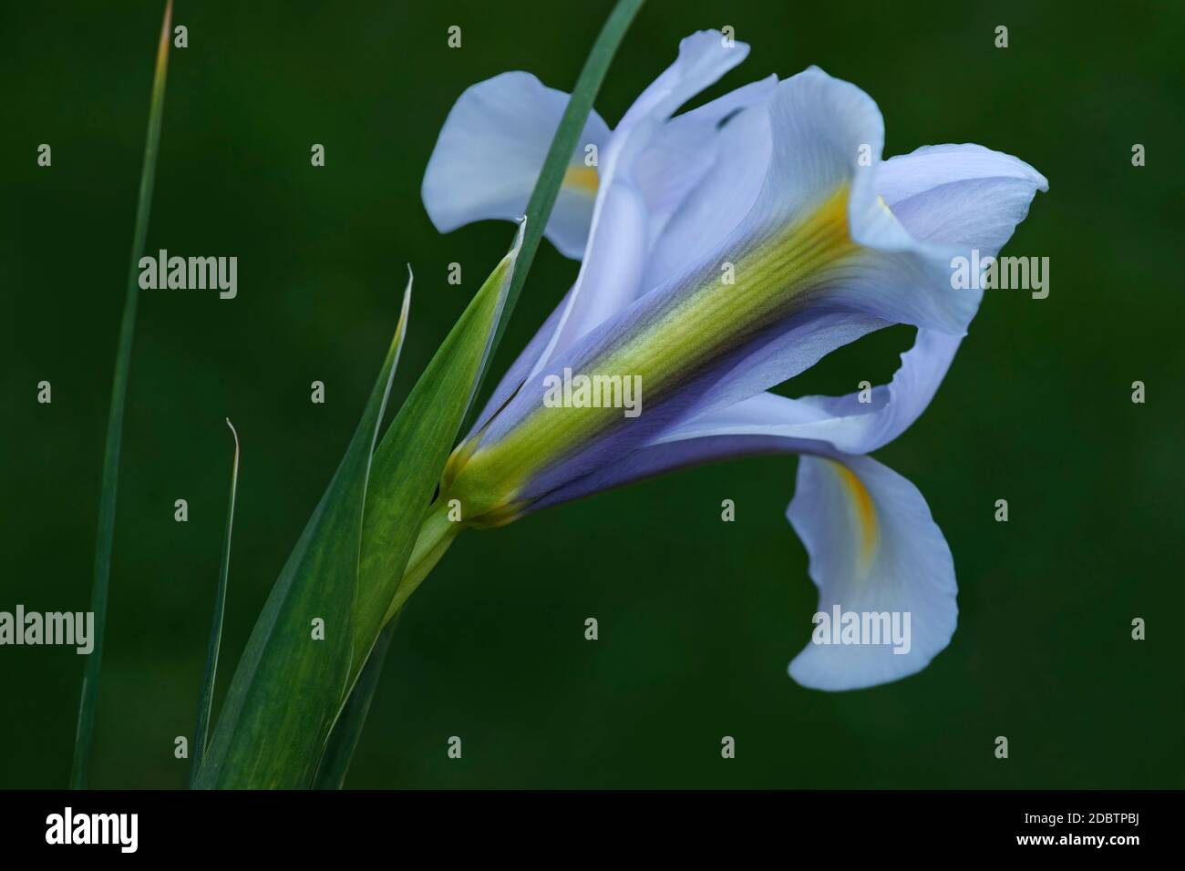 Dutch iris (Iris xiphium). Called Spanish iris also. Another scientific
