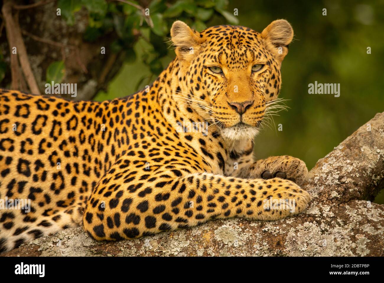 Close-up of leopard on branch eyeing camera Stock Photo