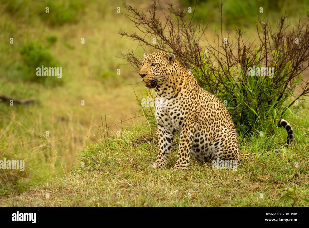 Leopard sits on grass with open mouth Stock Photo