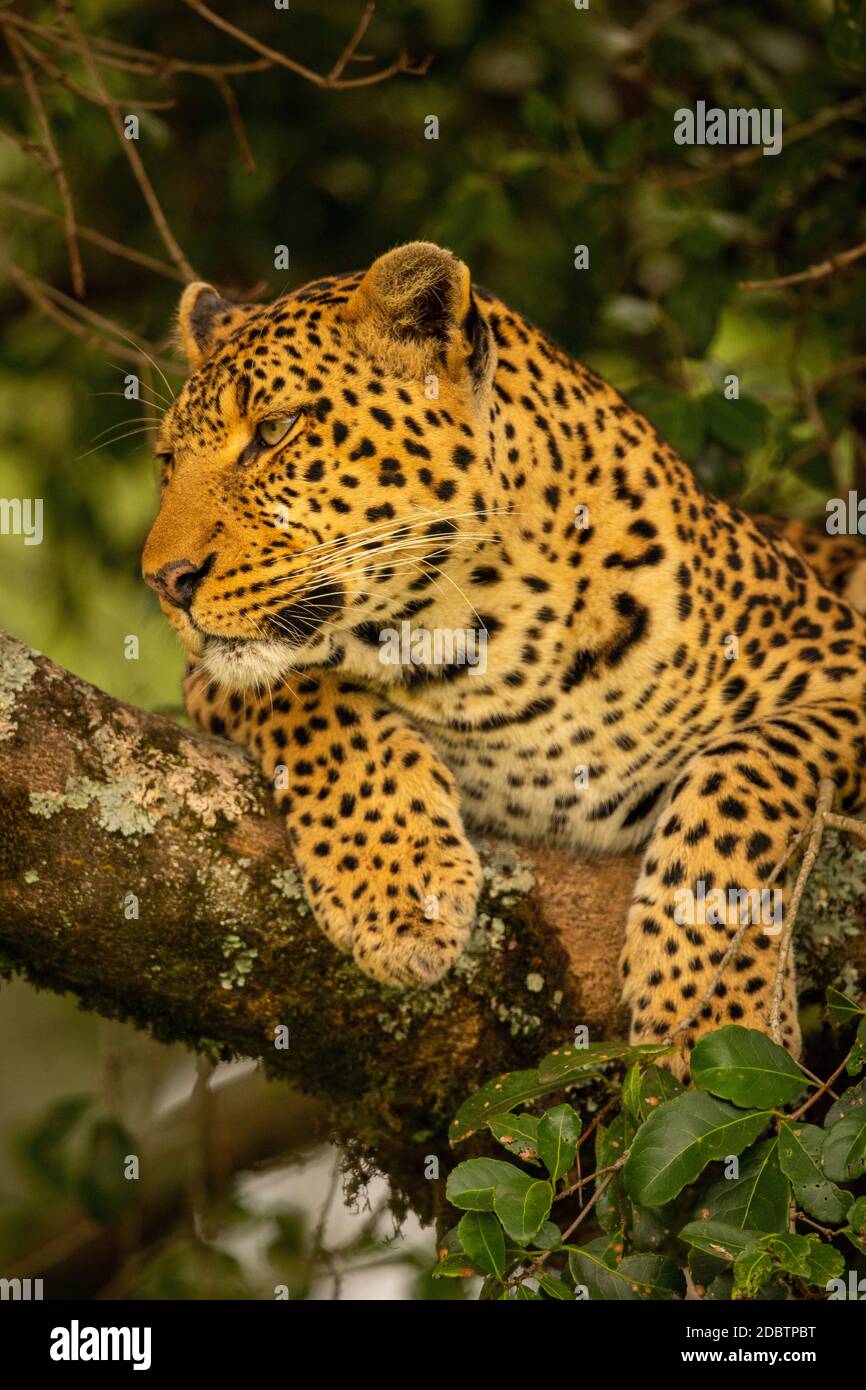 Close-up of leopard relaxing on lichen-covered branch Stock Photo