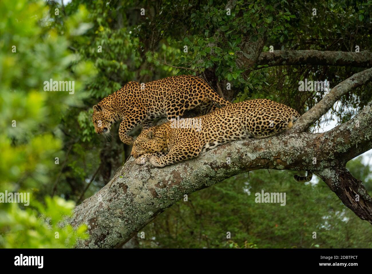 Leopard walks past another lying on branch Stock Photo