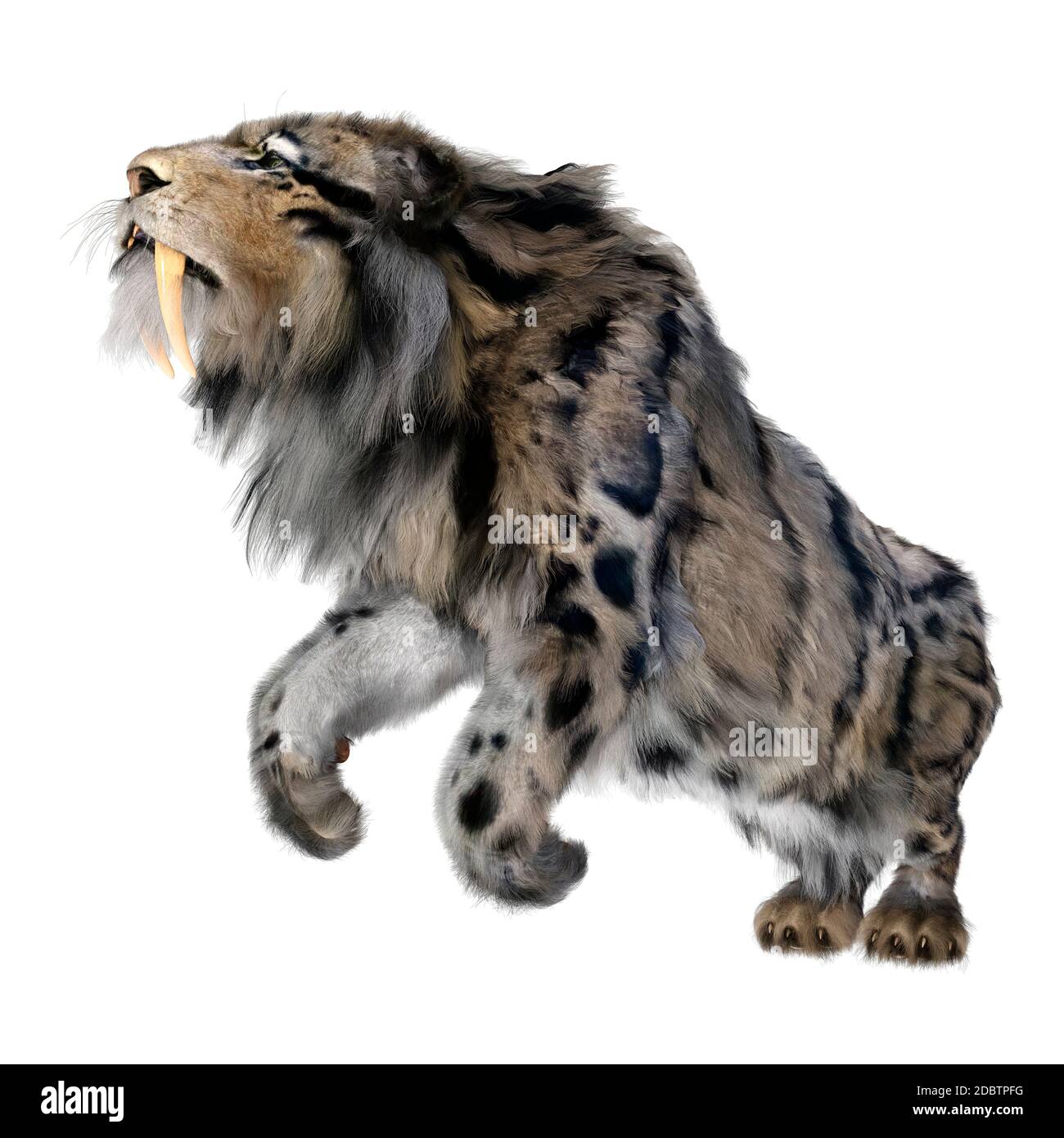 3D rendering of a sabertooth tiger isolated on white background Stock ...