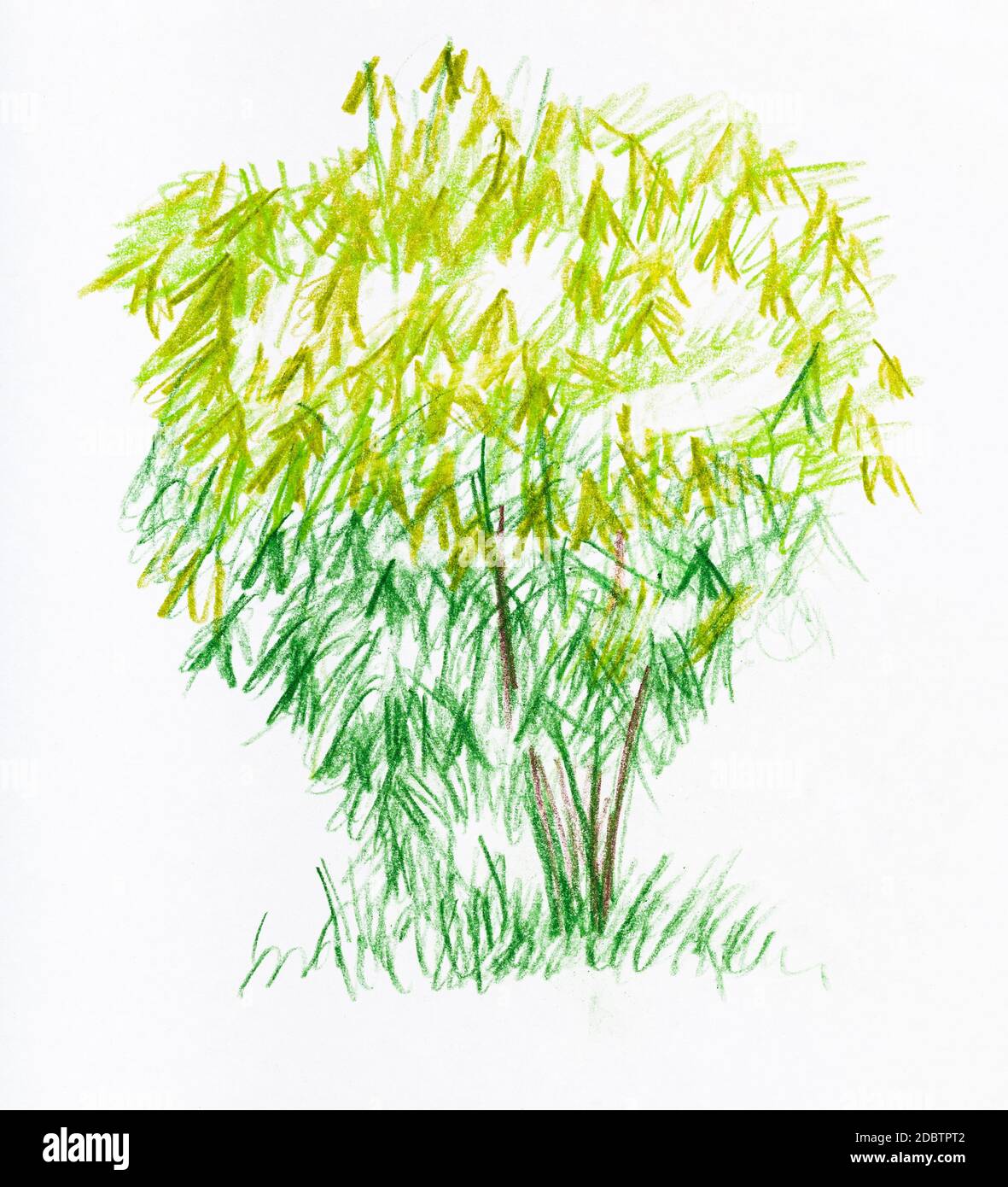 https://c8.alamy.com/comp/2DBTPT2/sketch-of-small-tree-with-lush-foliage-in-spring-hand-drawn-by-color-pencils-on-white-paper-2DBTPT2.jpg