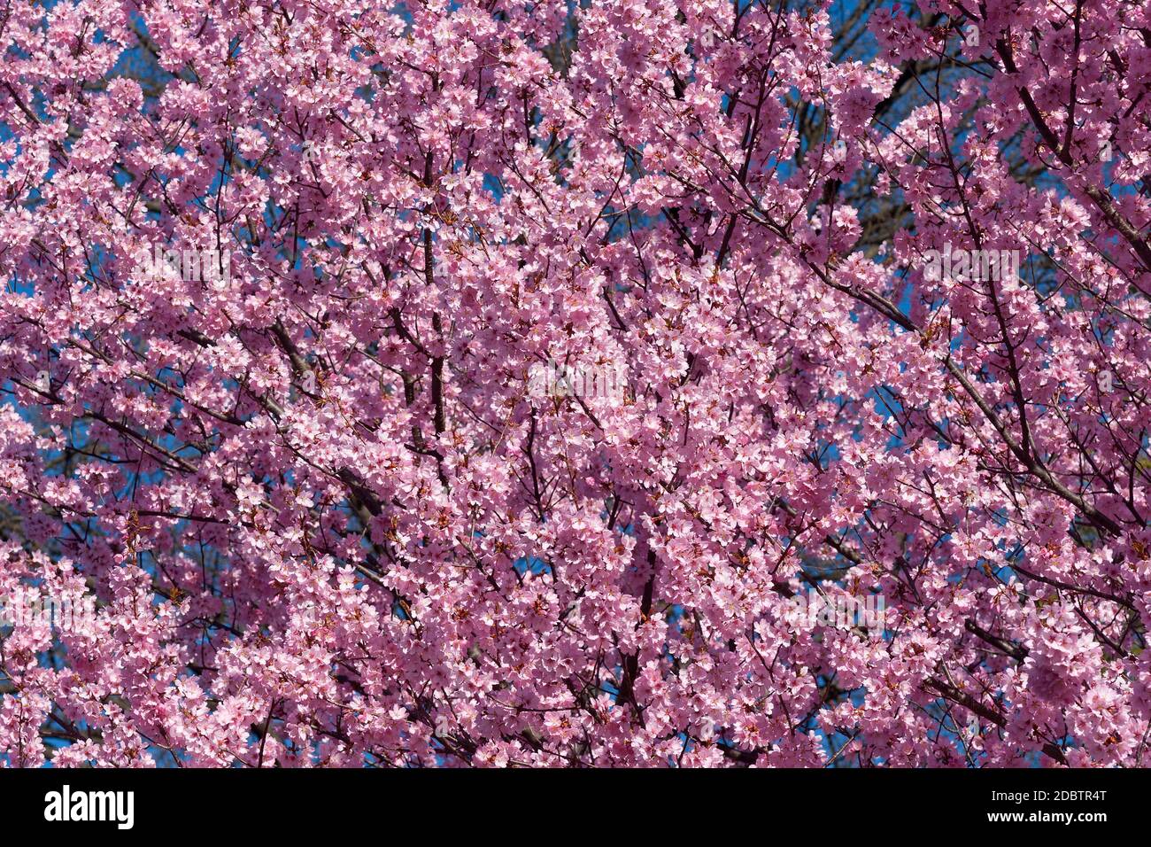 Dream Catcher flowering cherry (Prunus Dream Catcher). Derived from