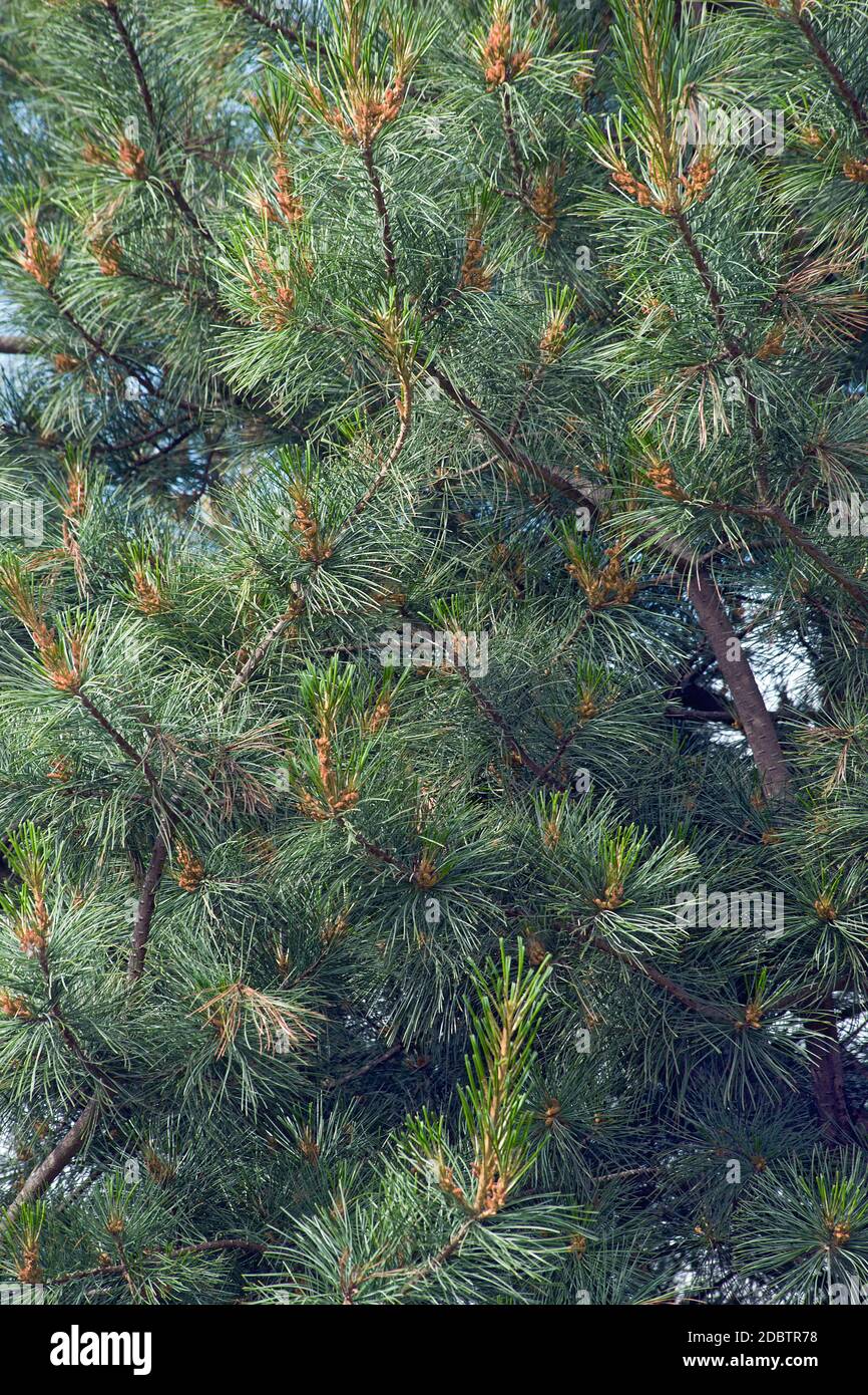 Korean pine (Pinus koraiensis). Called Korean white pine also Stock Photo