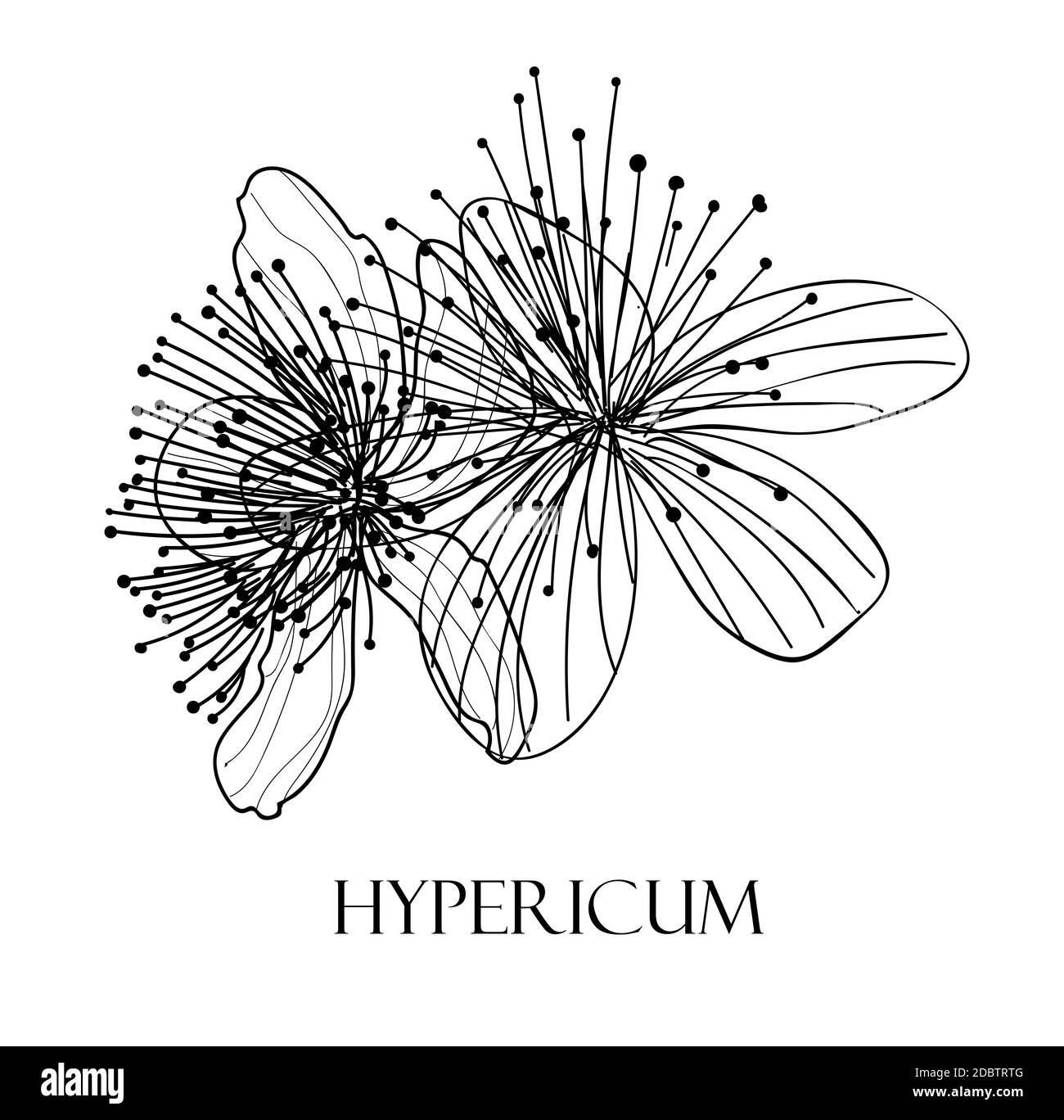 Hypericum Black and White Stock Photos & Images - Alamy