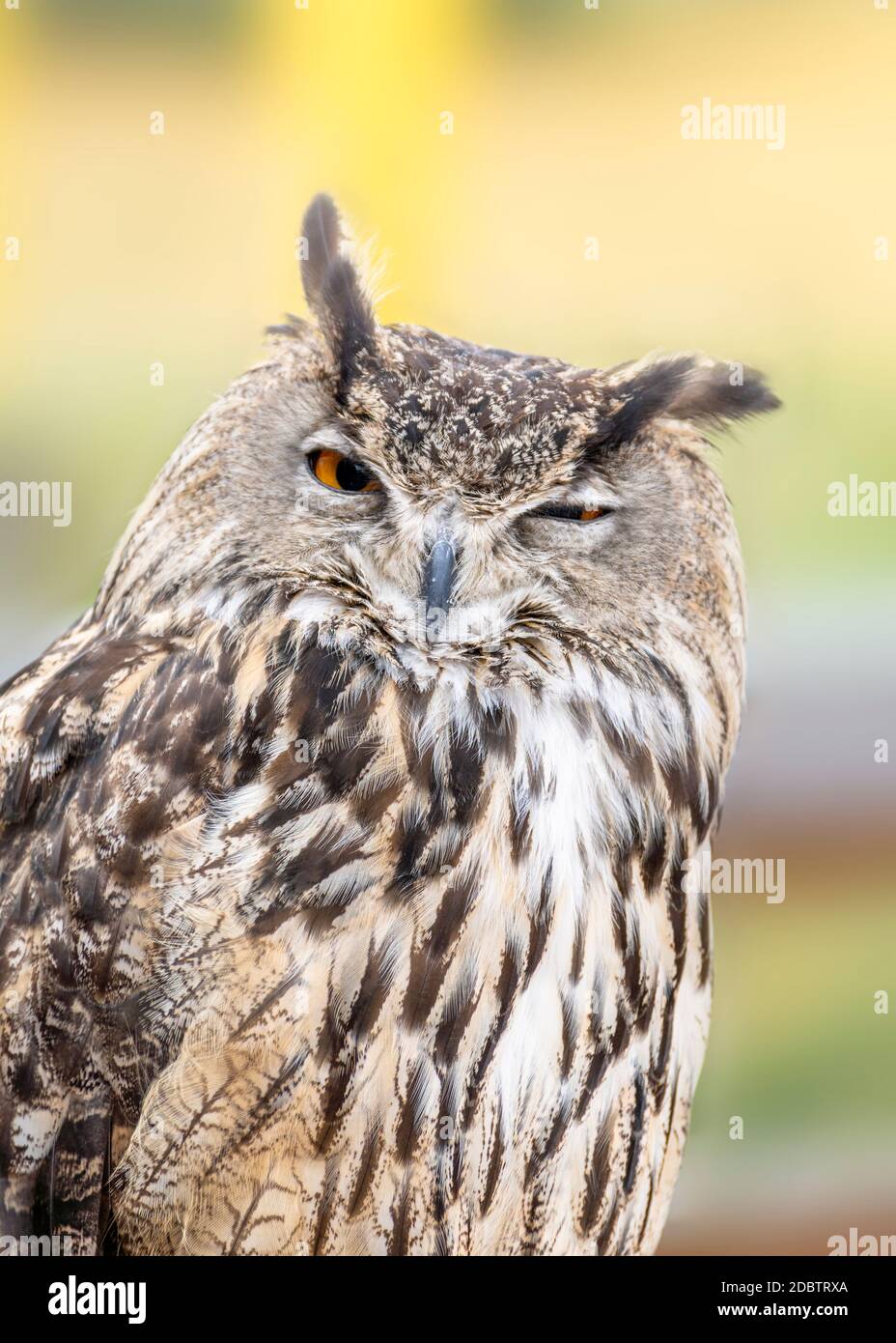 Closeup Head Shot of Sleeping Eastern screech owl One-eye-opened Stock Photo