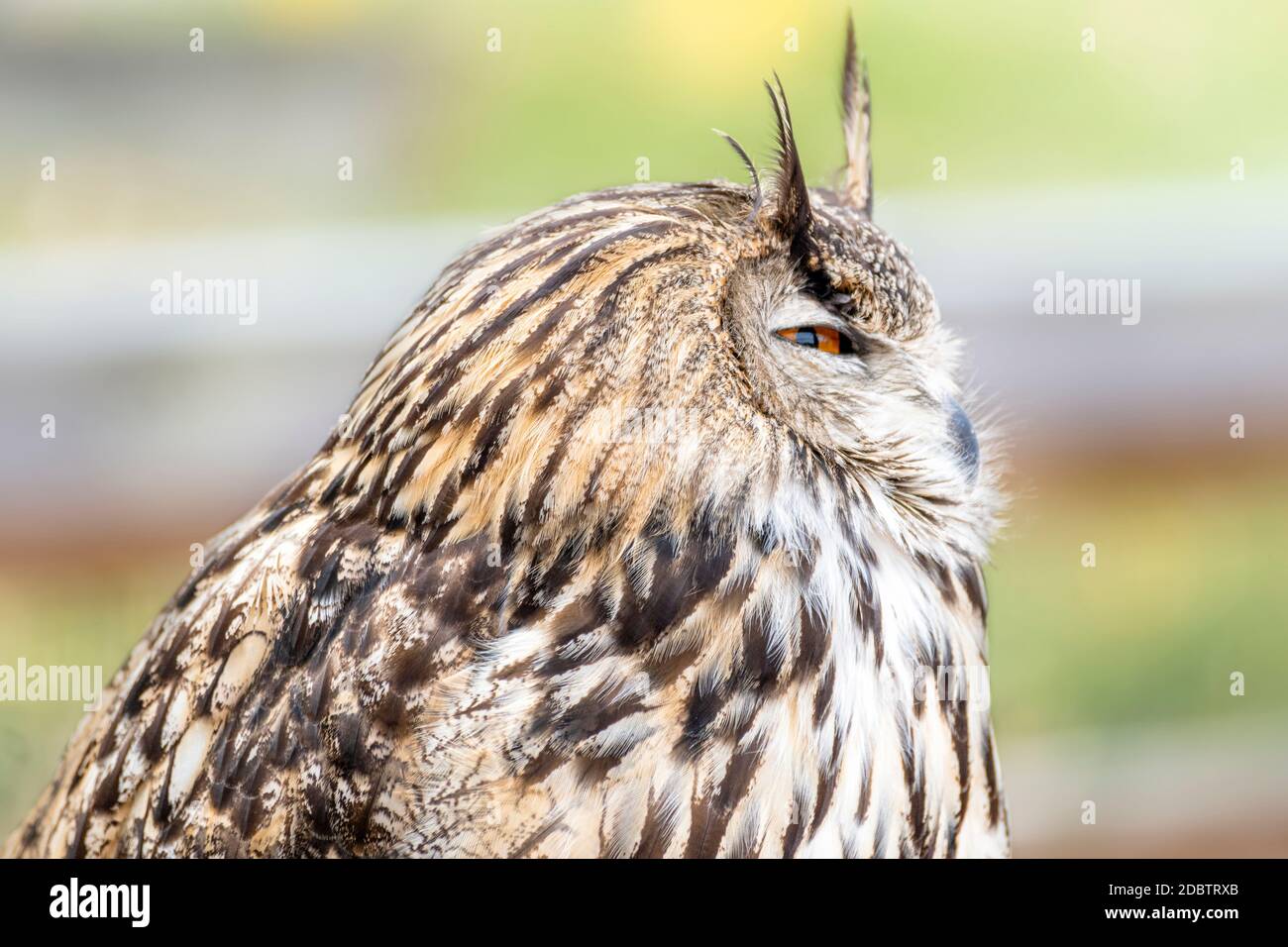 Closeup Profile Head Shot of Eastern screech owl Stock Photo