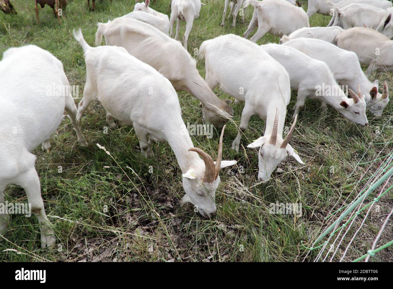 Herde von Hausziegen (Capra aegagrus hircus) auf der Weide, Bad Münstereifel, Nordrhein-Westfalen, Deutschland Stock Photo