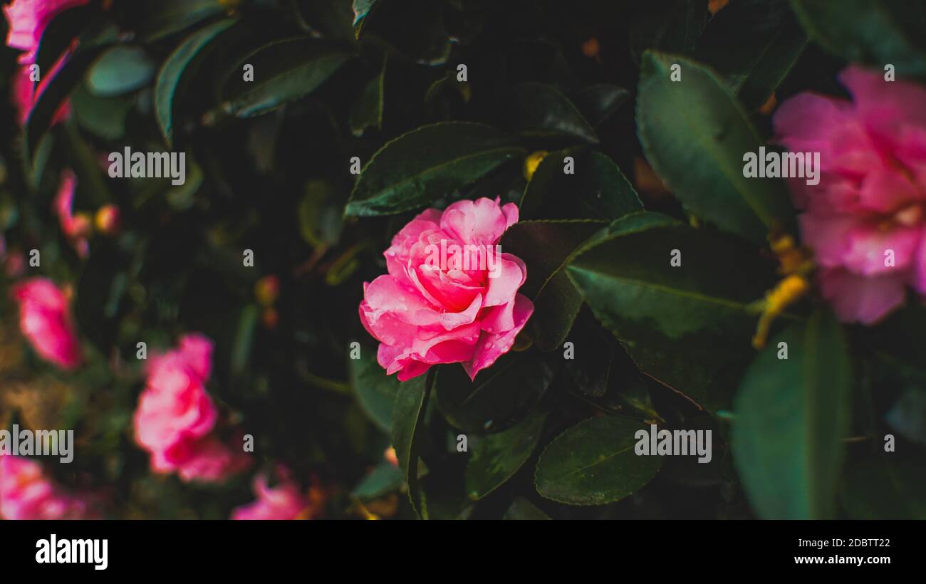 Rose gallica hi-res stock photography and images - Alamy