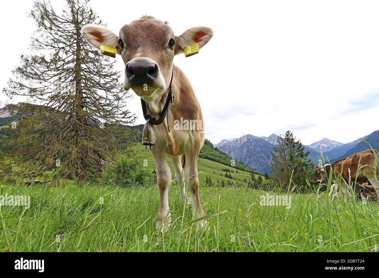 A young pretty brown cattle in the mountains of Bavaria Stock Photo