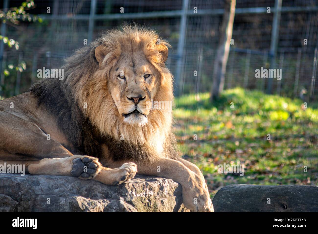 African Lion Resting on a Big Rock in a Sanctuary Stock Photo
