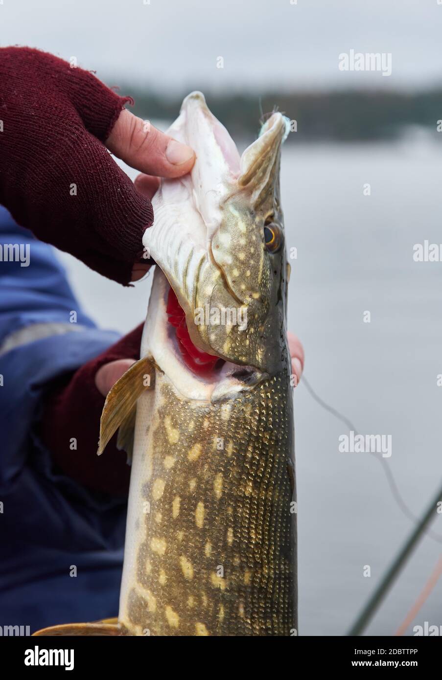 Male hand having a gentle grip of a northern pike with fish friendly lip lock hold. Pike caught by a flyfisherman with a colorful pike fishing fly on Stock Photo