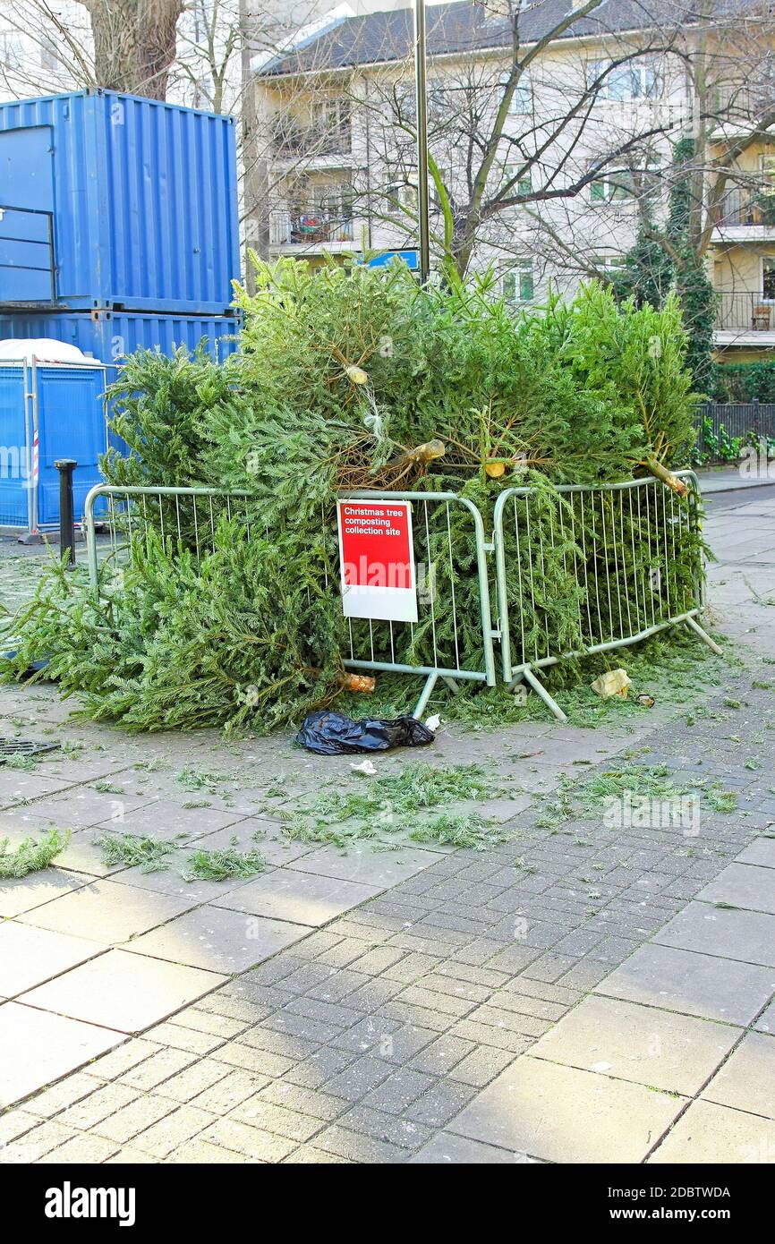 How To Compost Your Christmas Tree at Brenda Agnew blog
