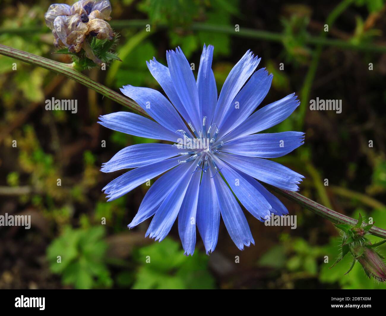 Common chicory, Cichorium intybus, blue blossom in close up Stock Photo