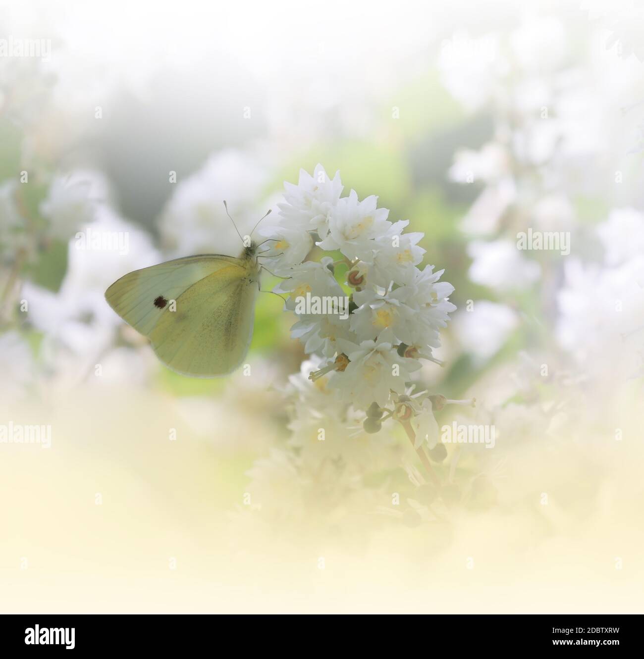 Beautiful Golden Nature Background.Floral Art Design.Macro Photography.Abstract Pastel Landscape with Copy Space.Butterfly and Field.Summer Butterfly on a White Flower.Creative Artistic Wallpaper.Tranquil Scene.Yellow Color.Jasmine Flowers. Stock Photo