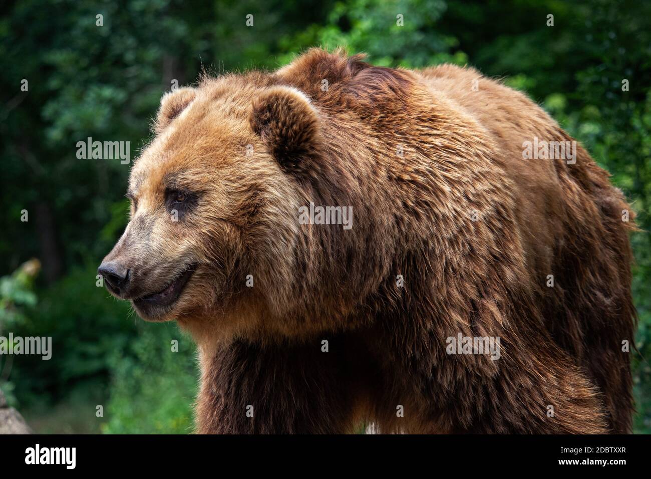 Kamchatka Brown bear (Ursus arctos beringianus). Brown fur coat, danger and aggresive animal. Big mammal from Russia. Stock Photo