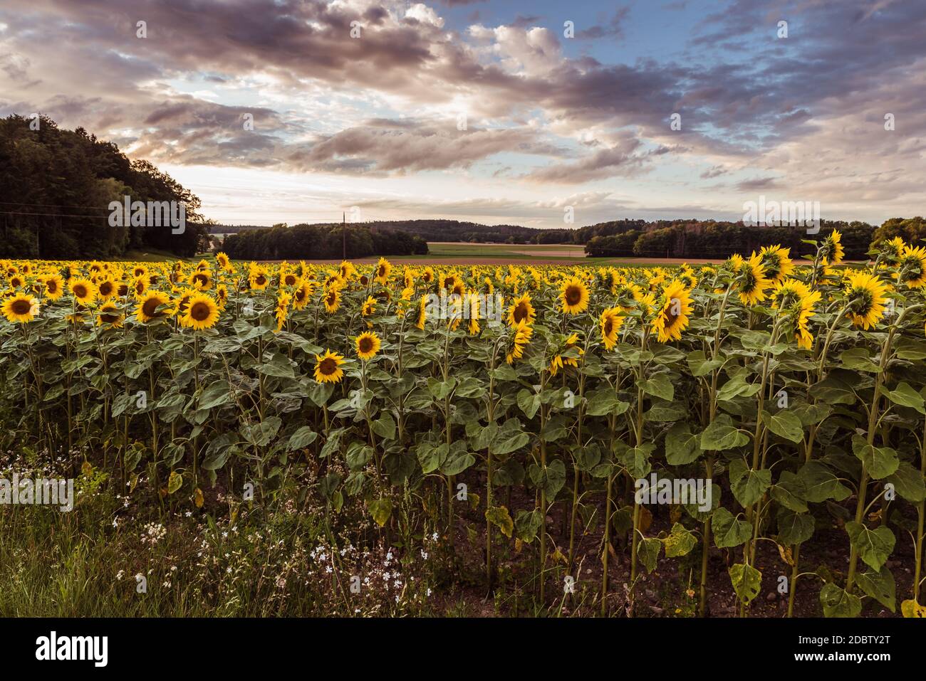 Sunflower field at sunset Stock Photo - Alamy
