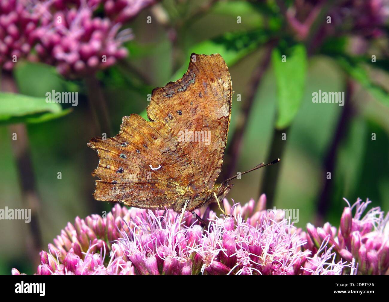 Polygonia c-album, the comma, under side, sucking nectar from a bonesets blossom Stock Photo