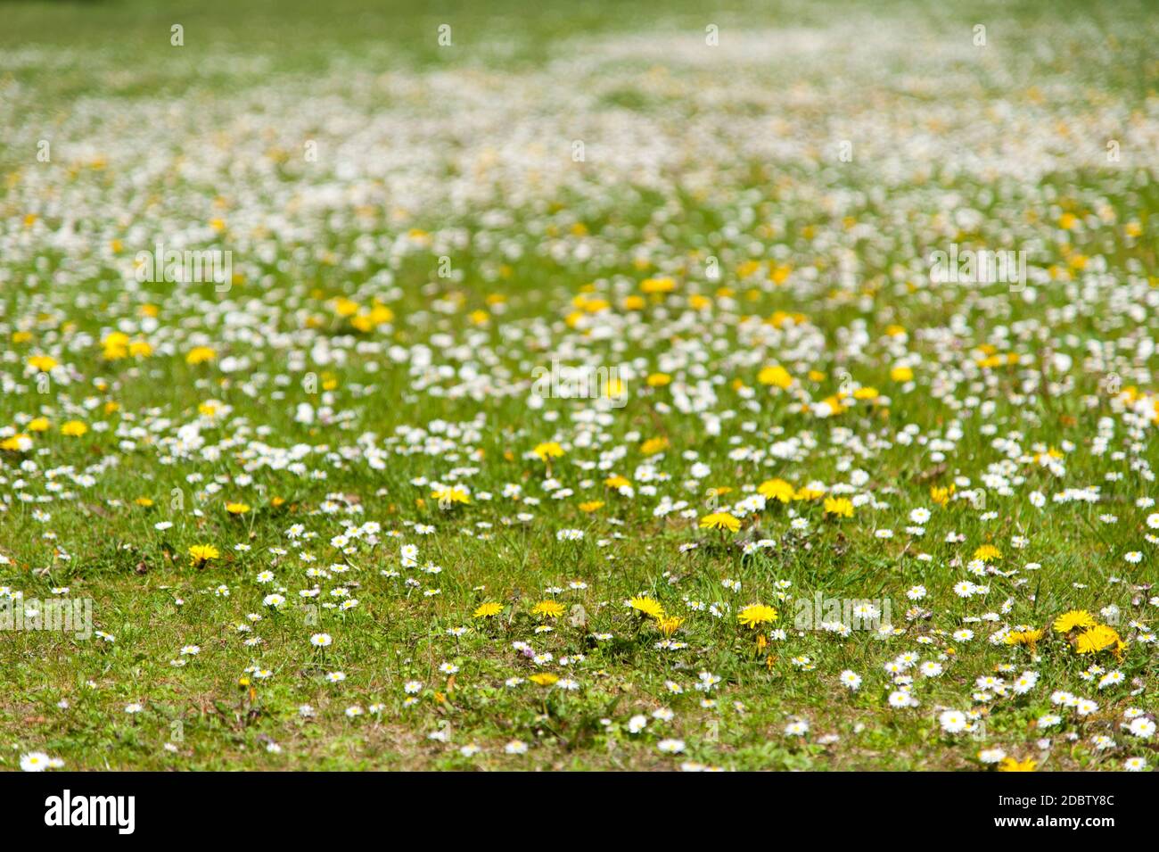 Dandelion daisy flowers hi-res stock photography and images - Alamy