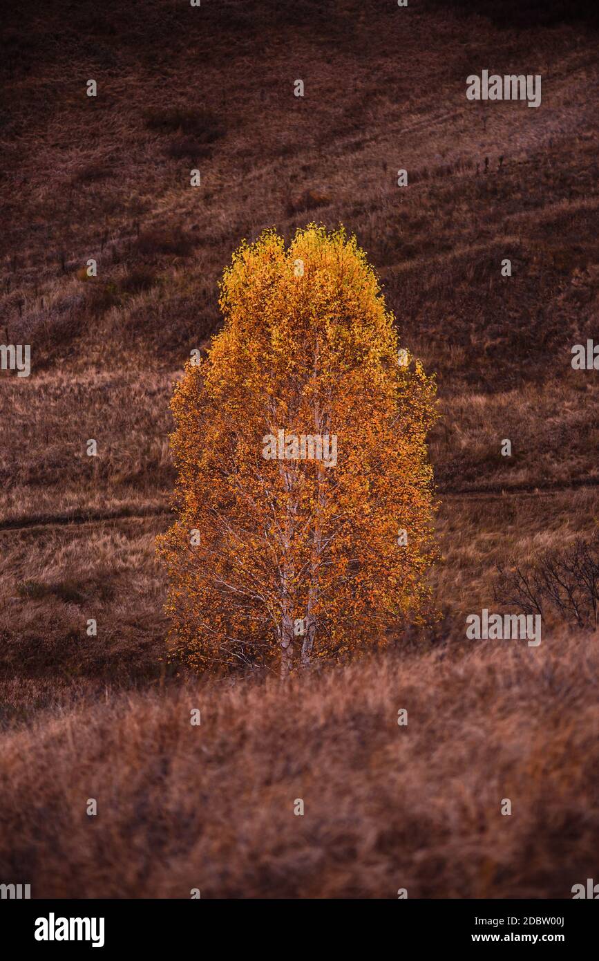 Birch tree with yellow autumn leaves on hillside Stock Photo - Alamy