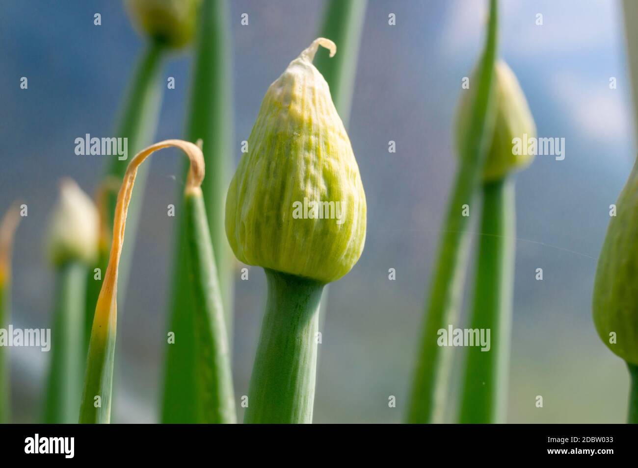 Green onion flower buds opening in close up Stock Photo Alamy